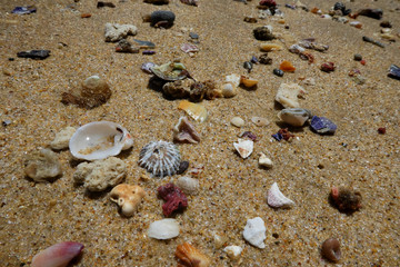shells on the beach