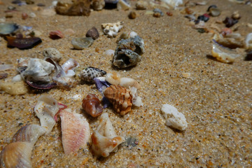 sea shells on the beach