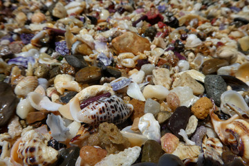 sea shells on the beach