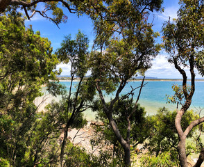 beach eucalyptus forest