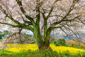 Fototapeta premium 馬場の山桜