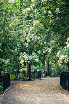 Walkway At Tompkins Square Park, In The East Village, New York City