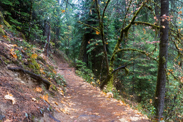 autumn in the woods