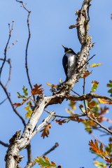  acorn woodpecker - Melanerpes formicivorus