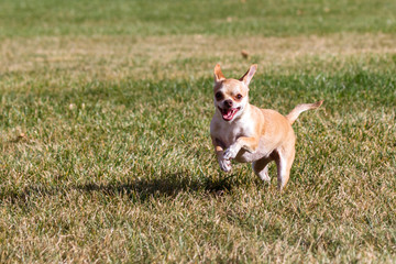 chihuahua playing outdoors