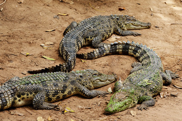 Image of a crocodile on the soil. Amphibian Animals.