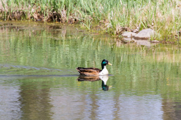Anas platyrhynchos - Mallard duck