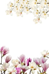 Fototapeta na wymiar Beautiful magnolia flower on white background.