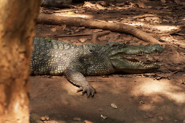 Image of a crocodile on the soil. Amphibian Animals.