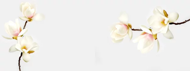 Foto op Plexiglas Mooie magnoliabloem op witte achtergrond. © swisty242