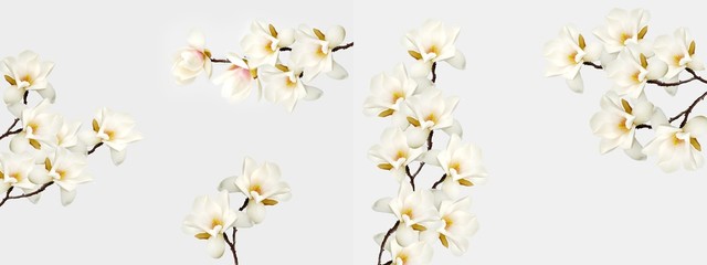 Magnolia flower blooming on white background