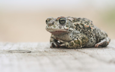 A magnificent Natterjack Toad (Bufo Epidalea calamita). A very rare Amphibian in the U.K.
