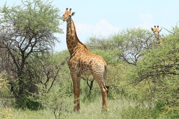 Two giraffe in their natural habitat, eating leaves of the thorny Acacia karoo tree in South Africa.