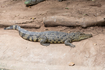 Image of a crocodile on the soil. Amphibian Animals.