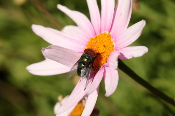 Large Blow fly drinking nectar from a large pink daisy flower.
