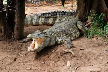 Image of a crocodile on the soil. Amphibian Animals.