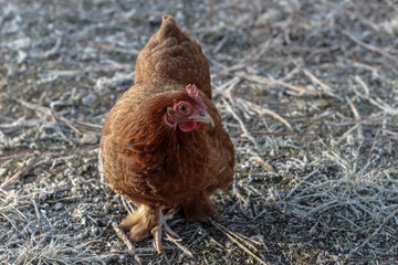 chicken on farm