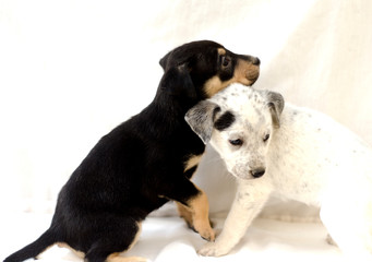 cachorros juguetones