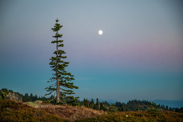 Lost in the woods, what else can I ask? Trapped by its beauty and breathing its soul. Lost in the mountains, higher than the clouds, cuddle by the wind, and amazed by the sun.