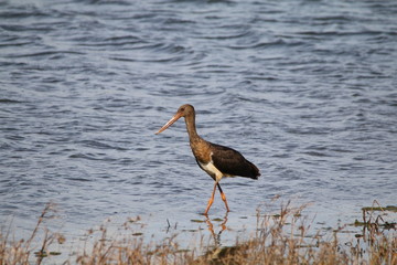 Juvenile Black Stork walking on the edge of a lake, looking for frogs or fish to catch.