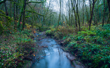 Lush green Oregon forest with trees covered in moss and a small river streaming.