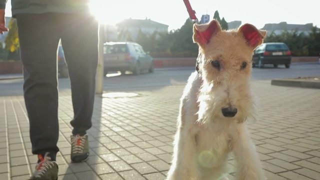 A young man walks down the street with his attractive dog Terrier on a red leash. The dog playfully runs and jumps. Stedicam slow-motion shot