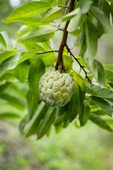 Fototapeta premium fresh Sugar Apple on tree or green custard apple