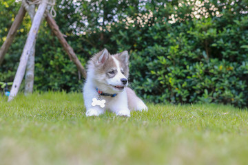 Naklejka na ściany i meble Cute puppy sitting on the green grass, Little dog on the lawn, Bangkaew Dog