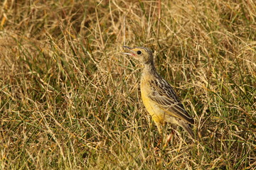 Young juvenile Cape Longclaw chick with open bill, battling extreme heat.