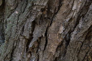 embossed dark tree bark in the garden in summer