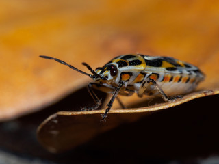 beautiful coloring beetle close up