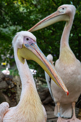 portrait of a pelican