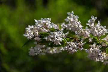 Branch with petals