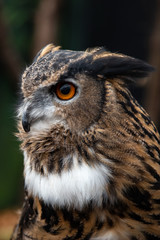 owl portrait
