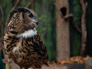 owl portrait