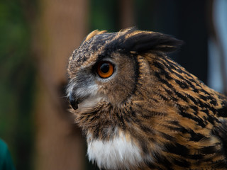 owl portrait
