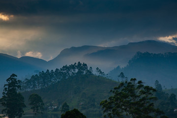 panorama of the tea plantations at sunset - Sri Pada peak in the background