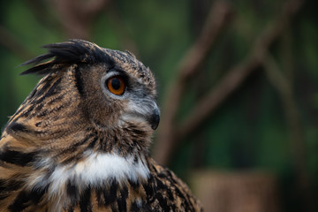 beautiful owl portrait