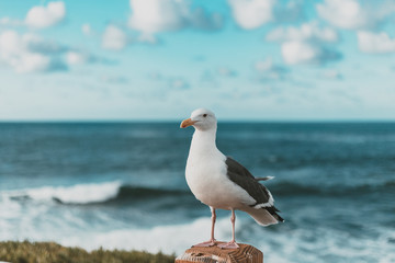 bird poser