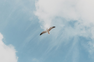 Bird in the sky 2