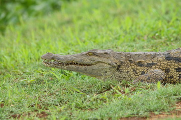 Young Nile Crocodile sitting on the banks of a river, southern Zambia.