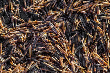 Scheidenmuscheln am Strand