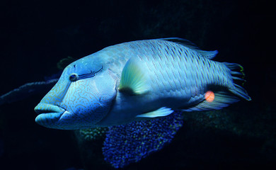 Humphead maori wrasse fish / Napoleon fish swimming marine life underwater ocean