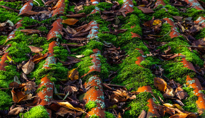 Moos und Laub auf einem Hausdach
