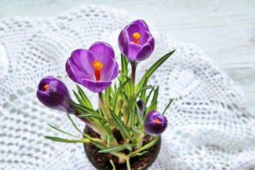 Crocus flowers with lace on wooden table 