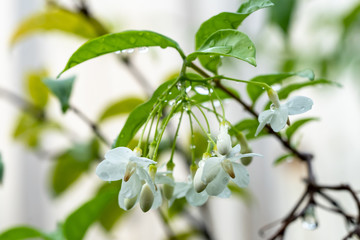 Wrightia religiosa flowers ,Macro shot of white flowers are fragrant