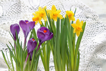 Crocus with daffodils on lace 