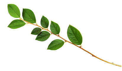 Closeup of twig with green leaves
