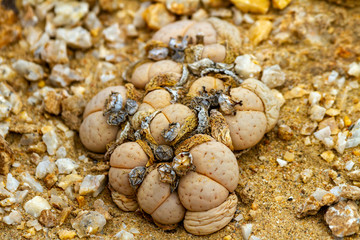 Moon Landscape, an area of the Namib Desert on the Namibian Skeleton coast that looks like the moon.