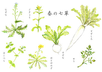 春の七草の水彩画
